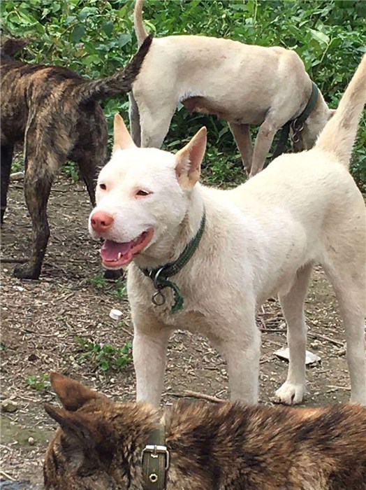 最新下司犬出售信息一览