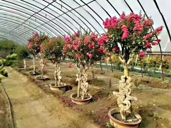 最新苗木求购信息及行业趋势与市场动态深度解析