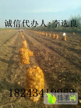 延薯四号最新价格动态及分析摘要