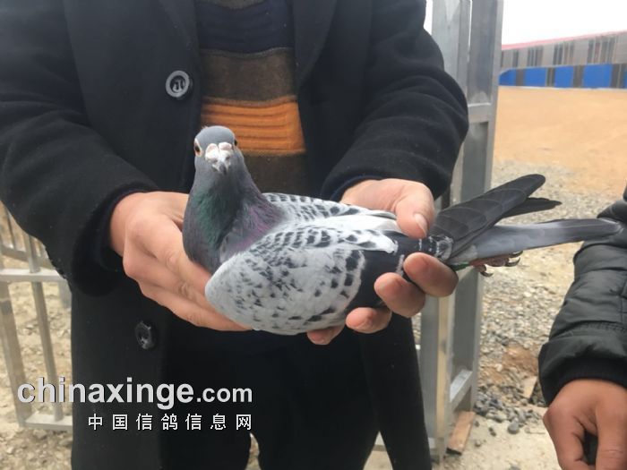 纳雍文昌公棚最新信息全览